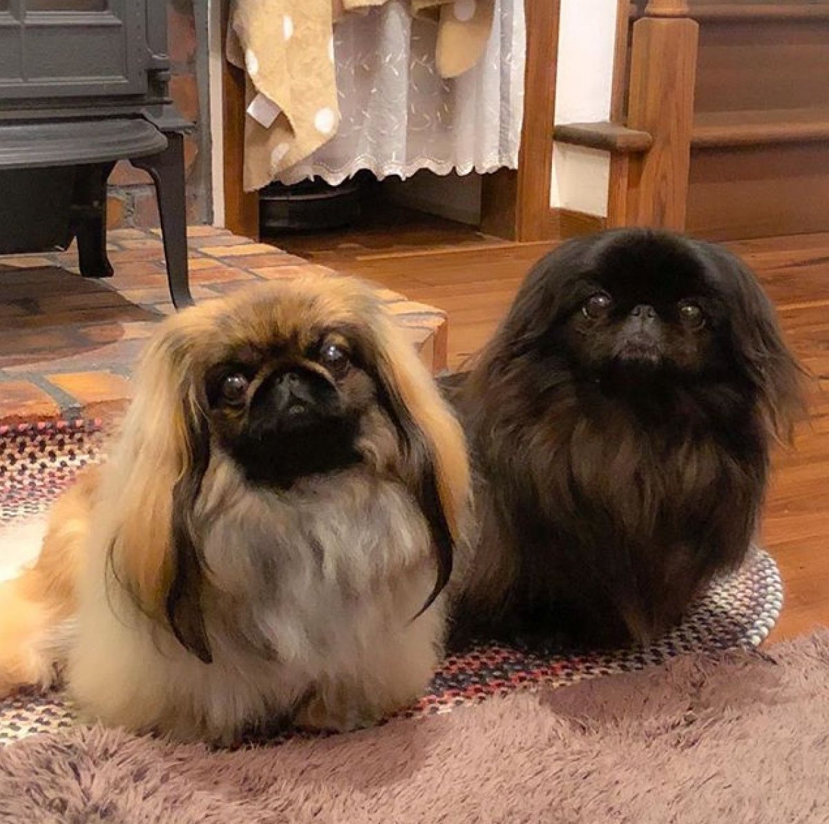 Пекинес лохматый