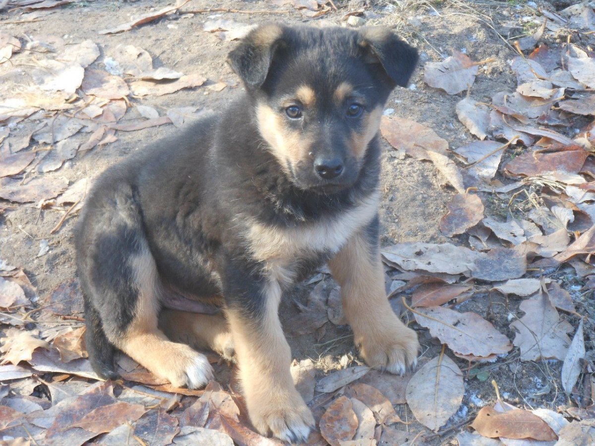 Помесь немецкой овчарки и дворняги щенки