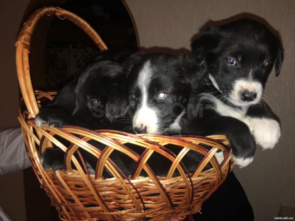 Метис спаниеля и лайки