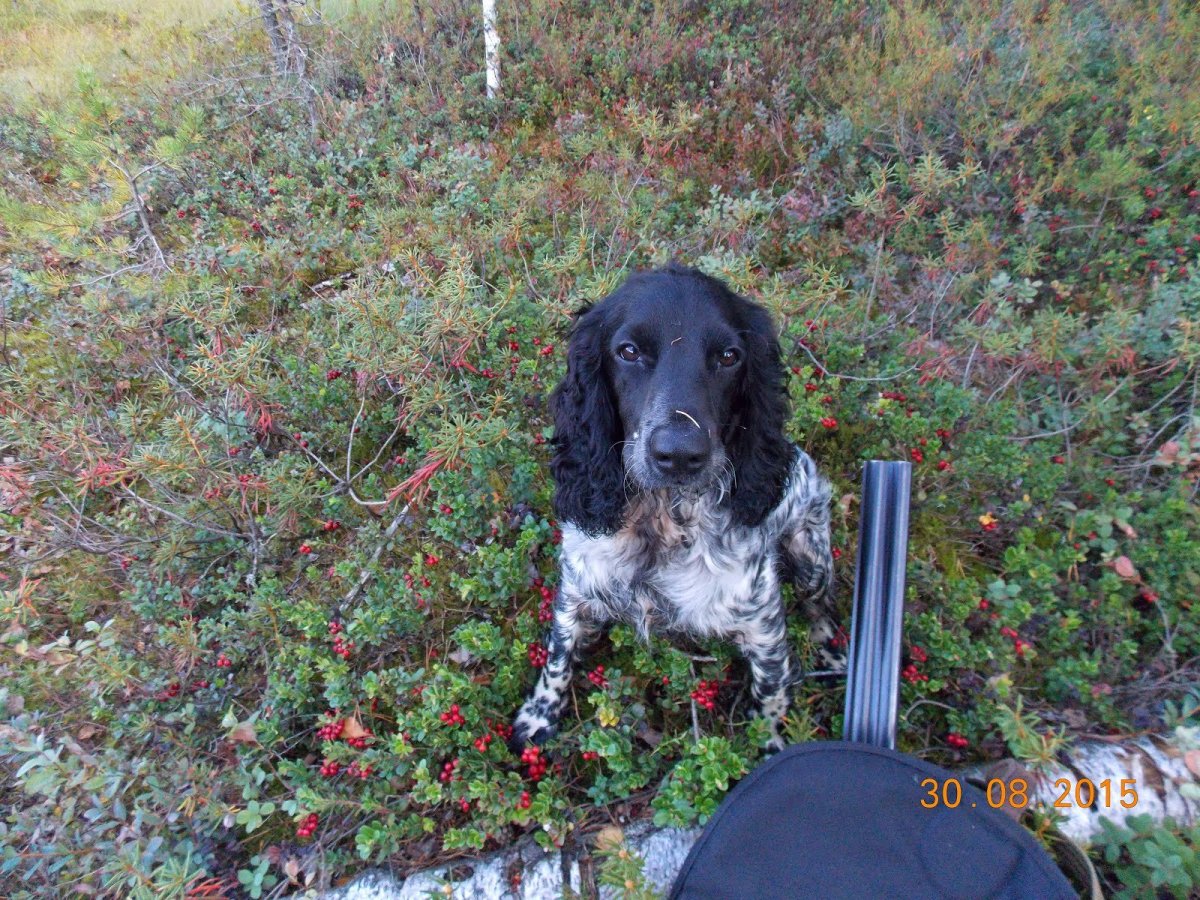 Кокер спаниеля чёрный метис