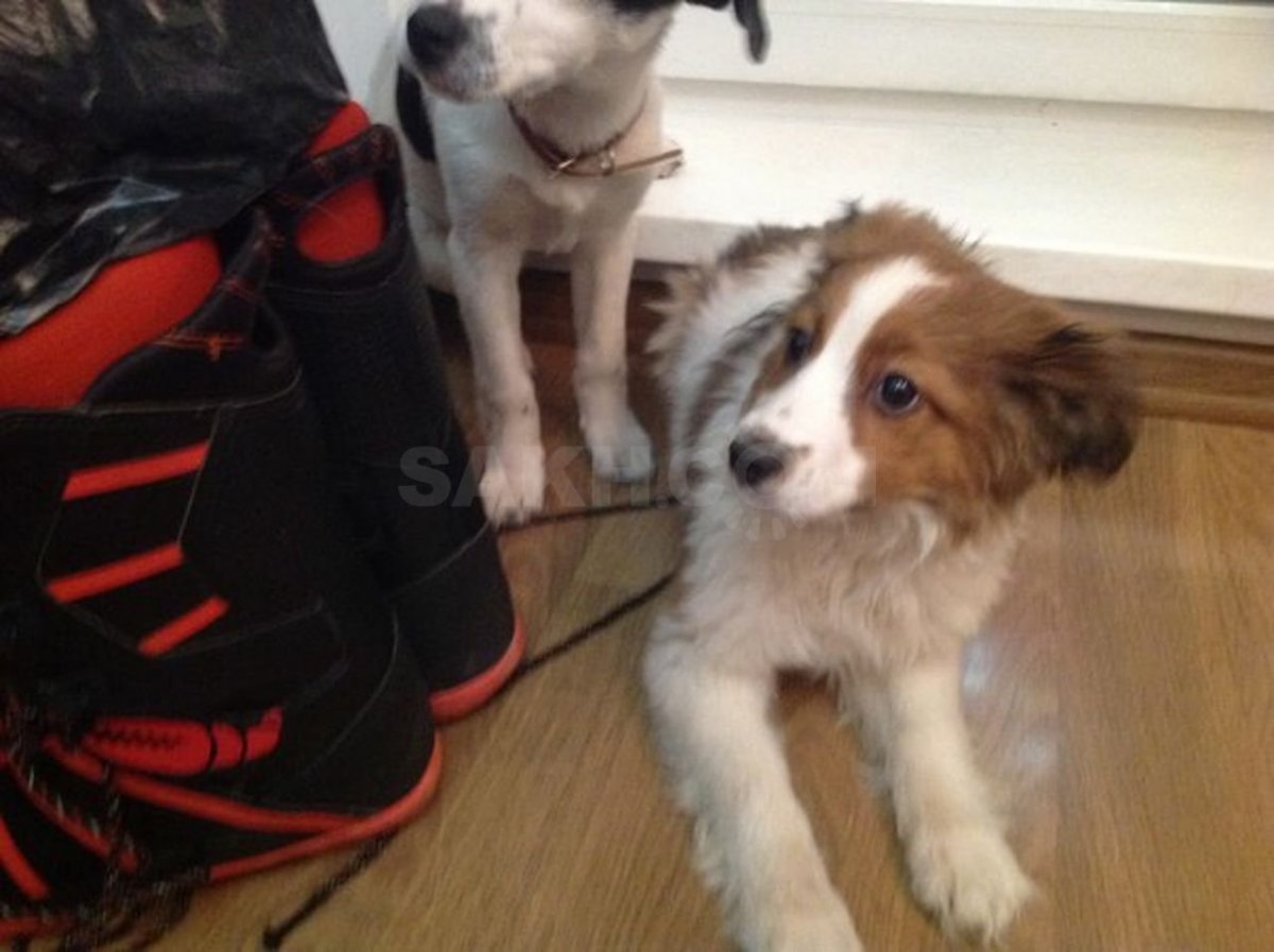 Метис спаниеля