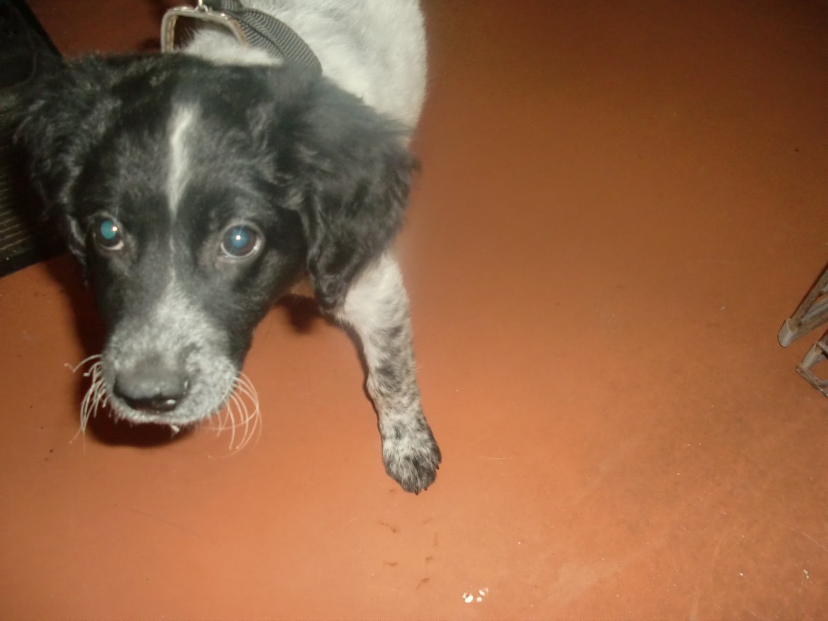 Метис кокера спаниеля с лайкой