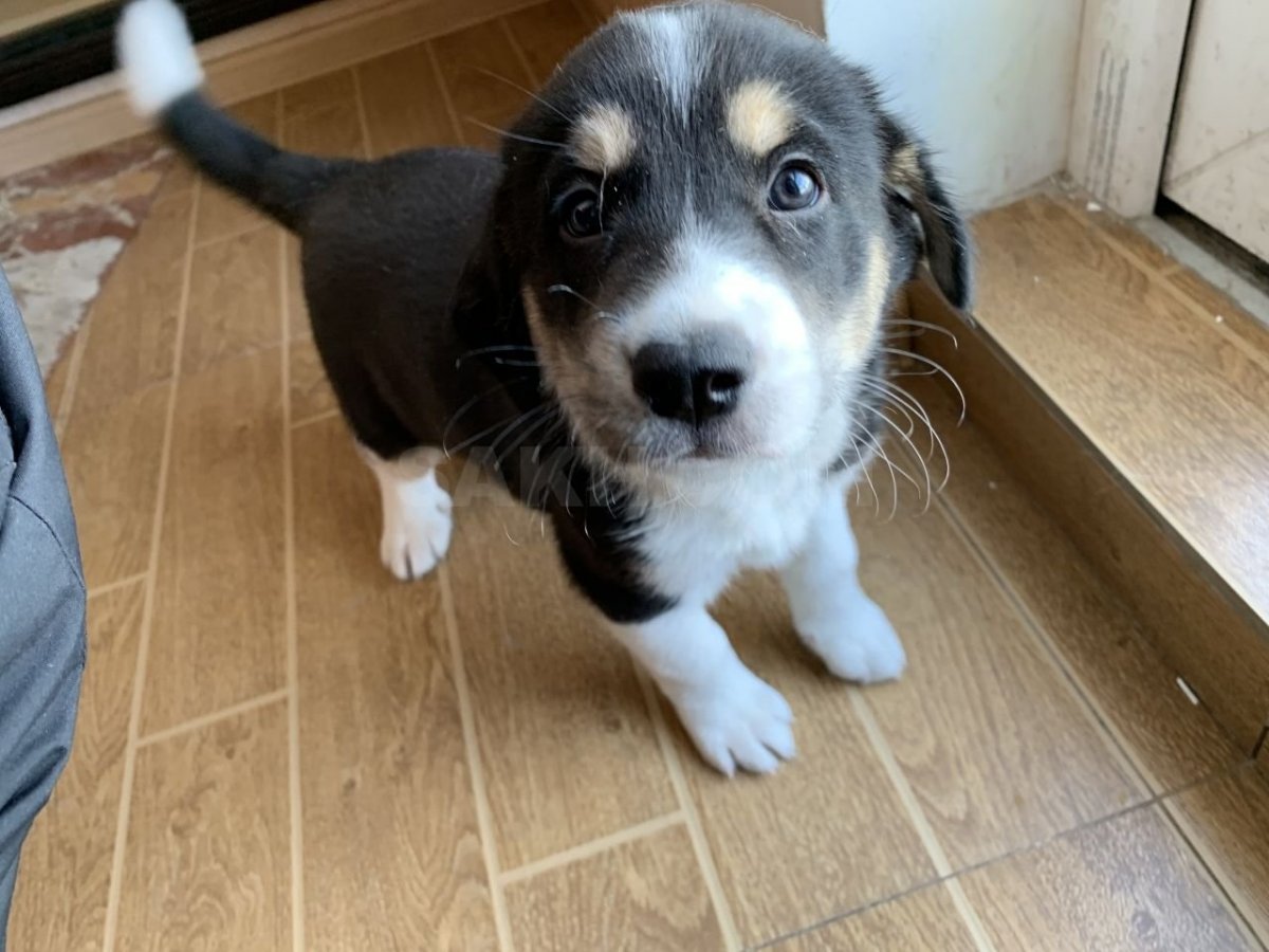 Метис хаски и русского спаниеля