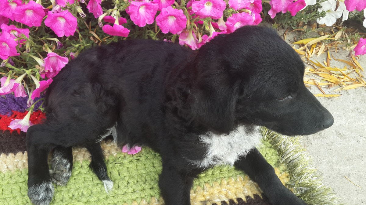 Метис бордер колли