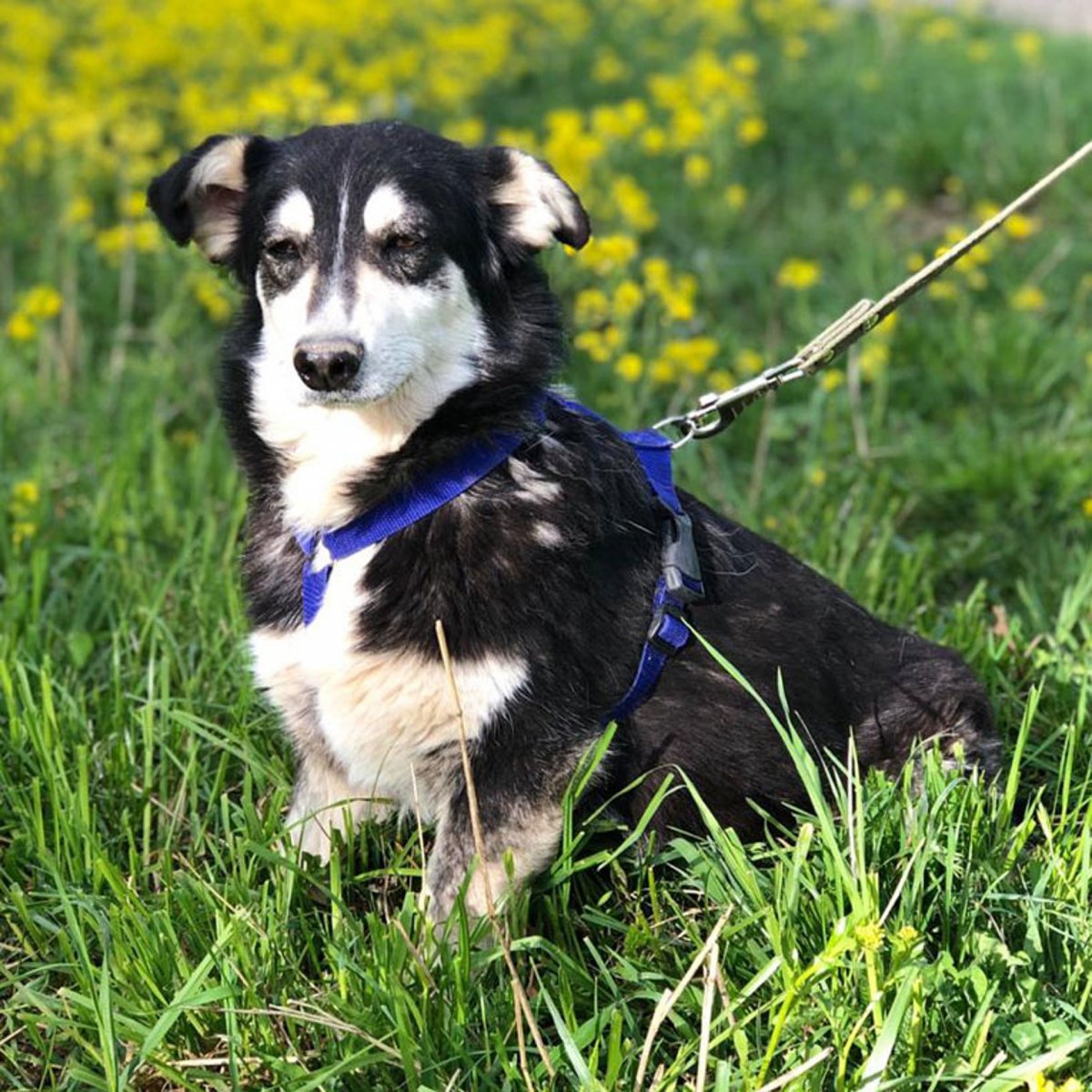 Метис собака