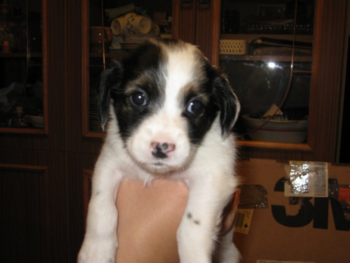 Русский охотничий спаниель метис