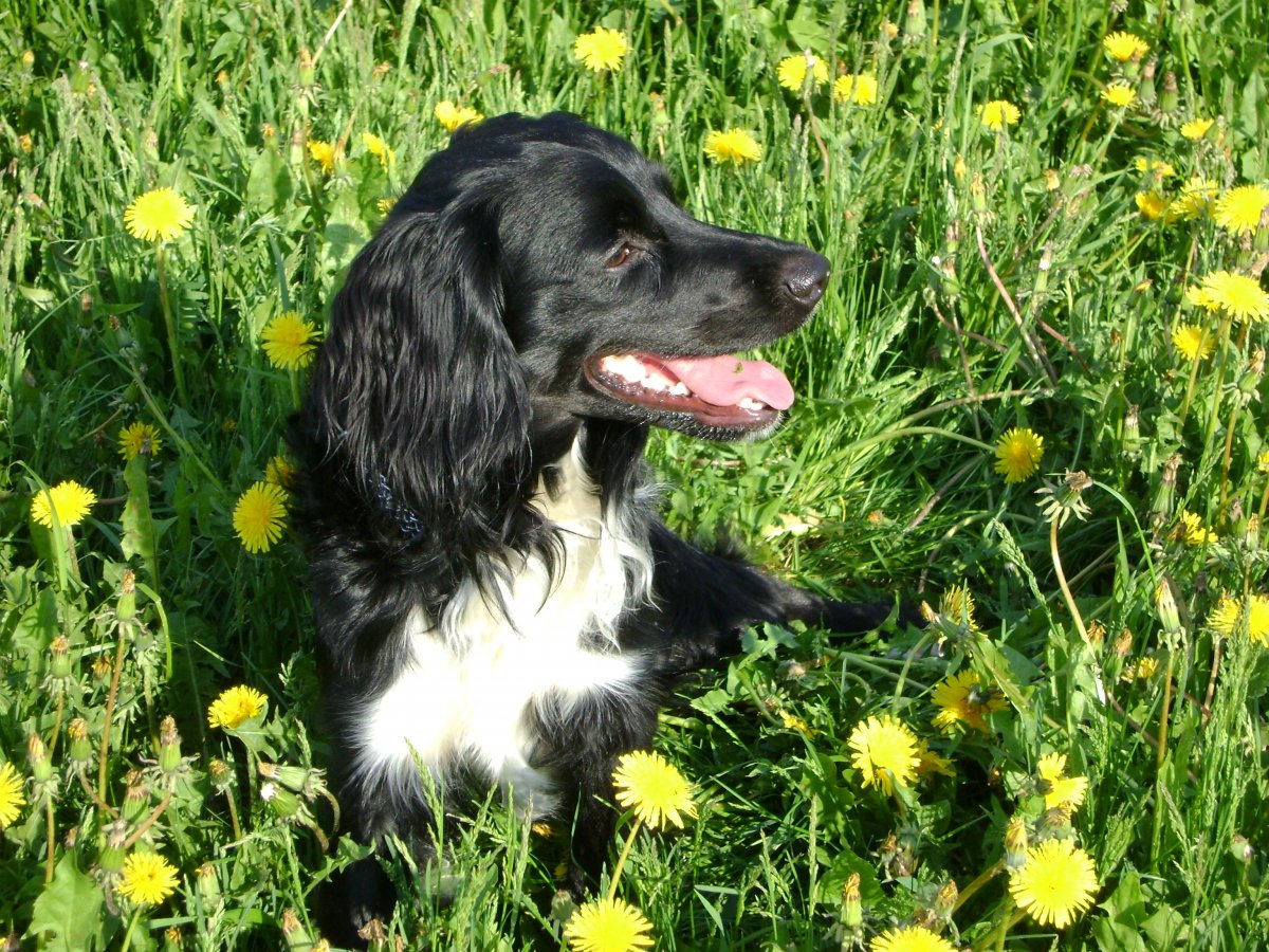 Русский охотничий спаниель гладкошерстный