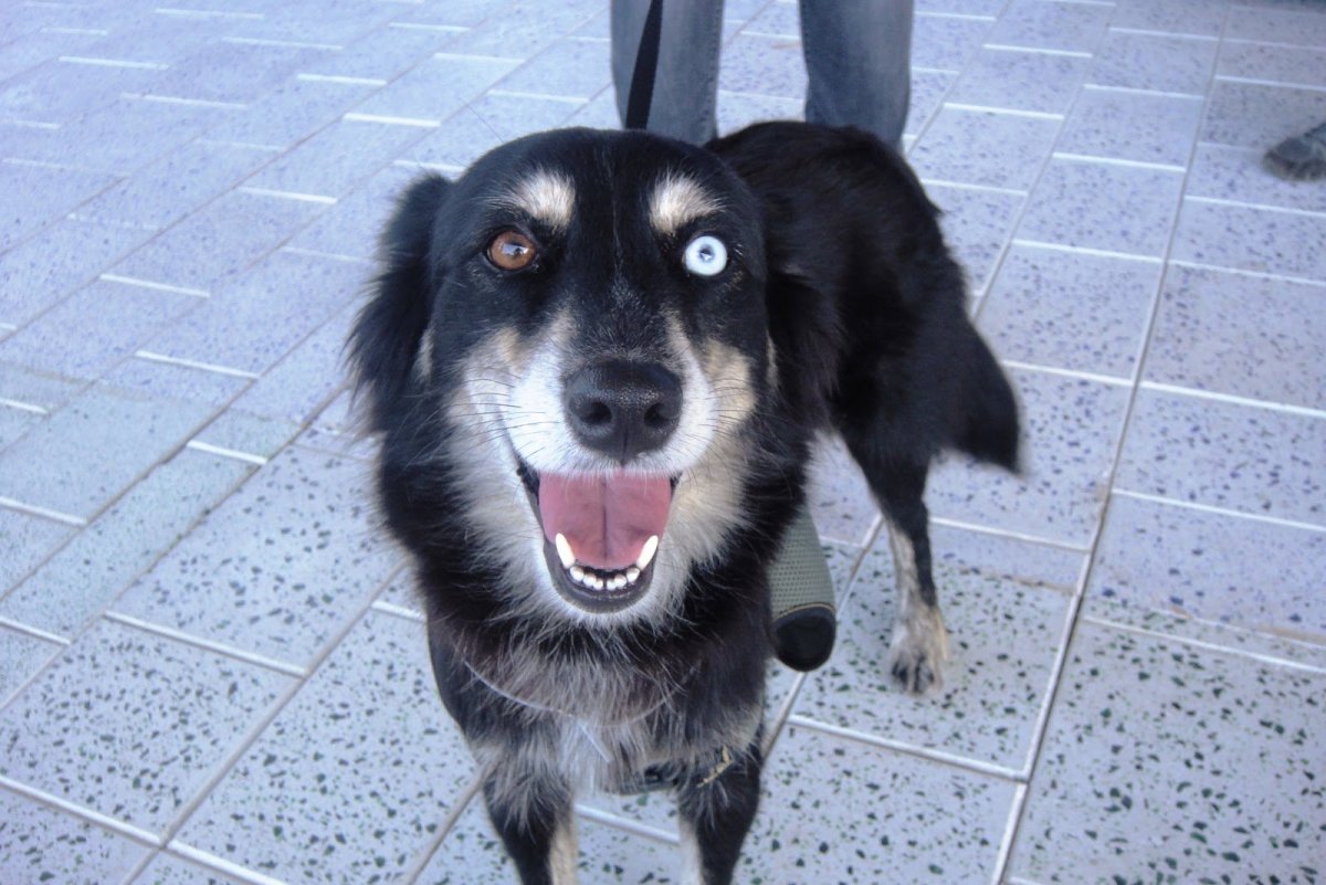 Метис хаски и русского спаниеля