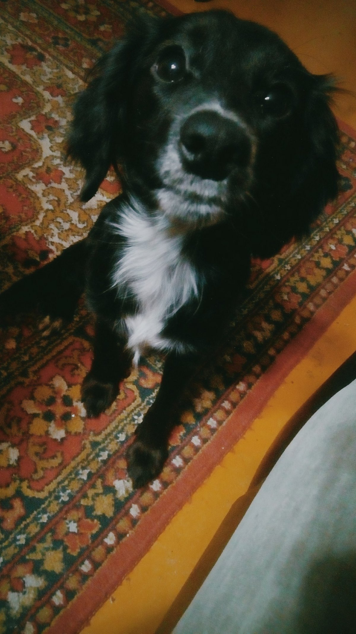 Метис спаниеля и дворняжки