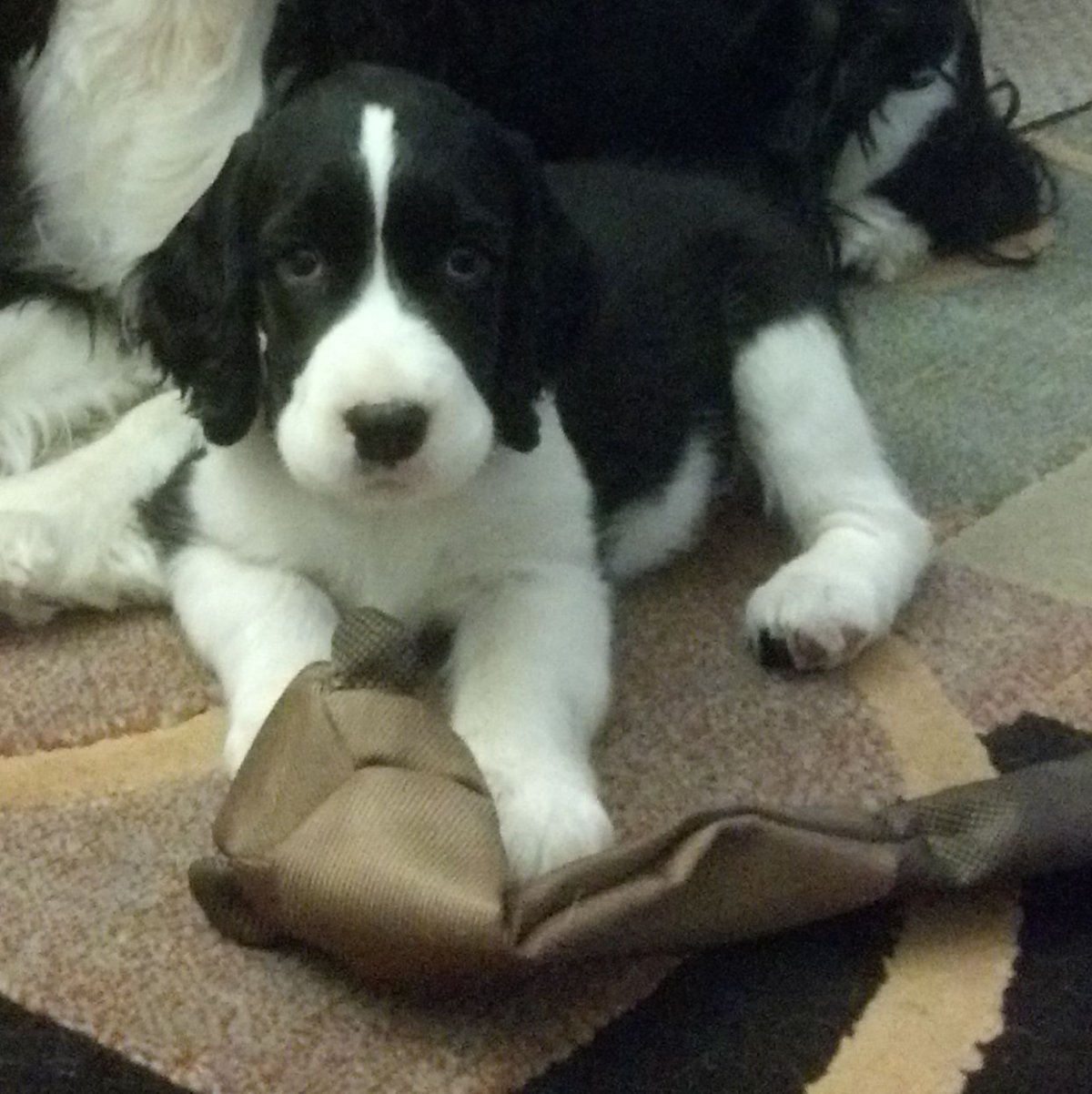 Метис спаниеля и хаски