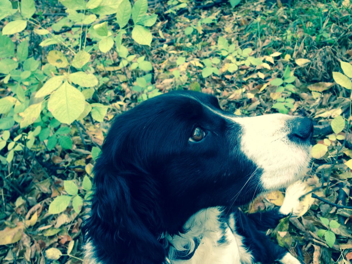 Щенки русского спаниеля метисы