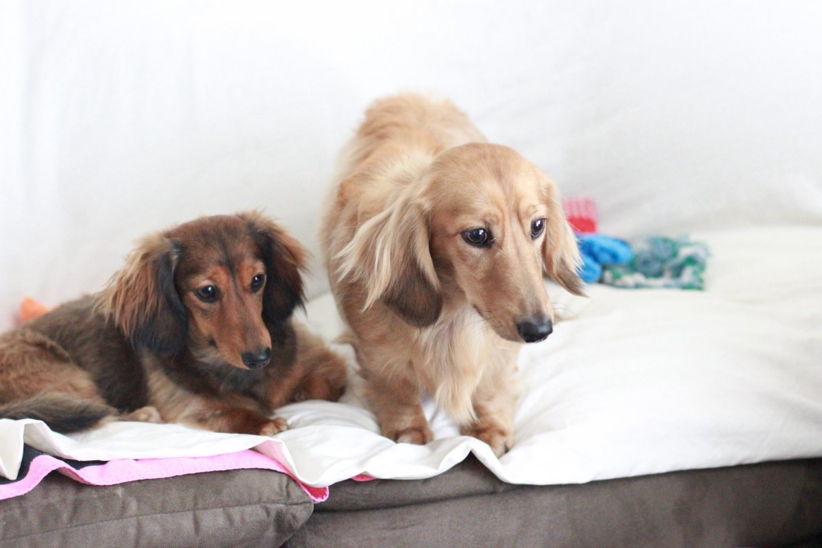 Длинношерстная такса кремовая