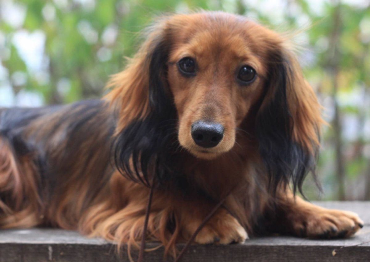 Такса длинношерстная рыжая