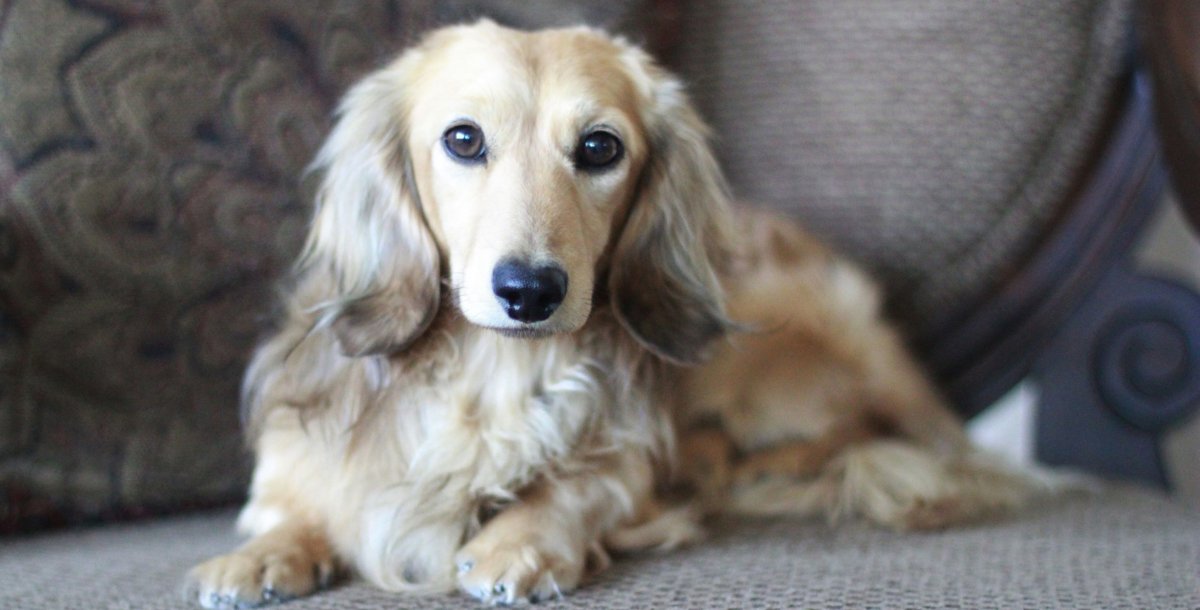 Палевая длинношерстная такса