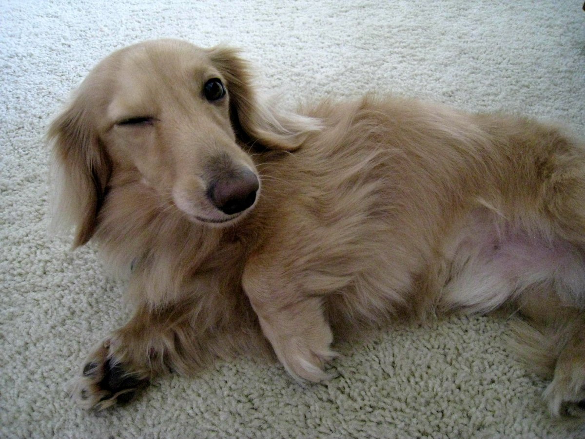 Длинношерстная такса кремовая