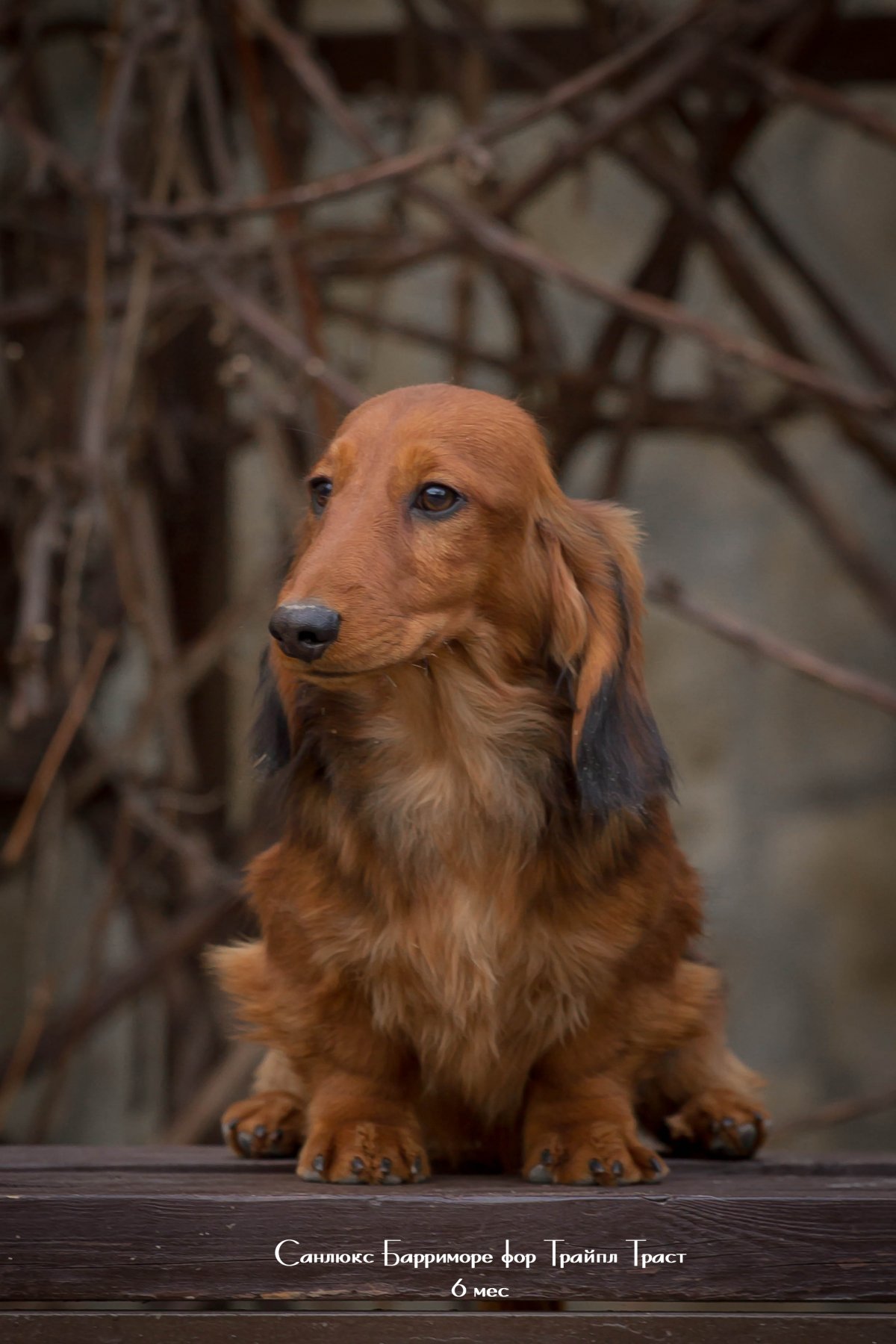 Такса кроличья длинношерстная палевая