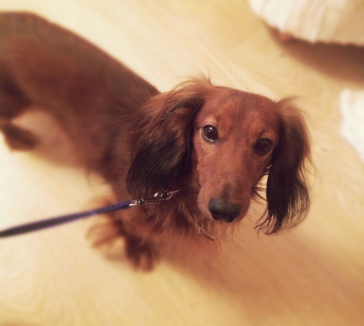 Кроличья такса длинношерстная с длинными лапами