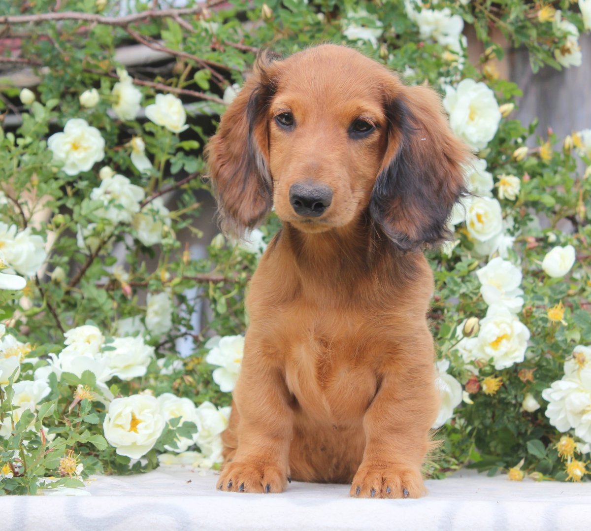 Золотистая длинношерстная такса