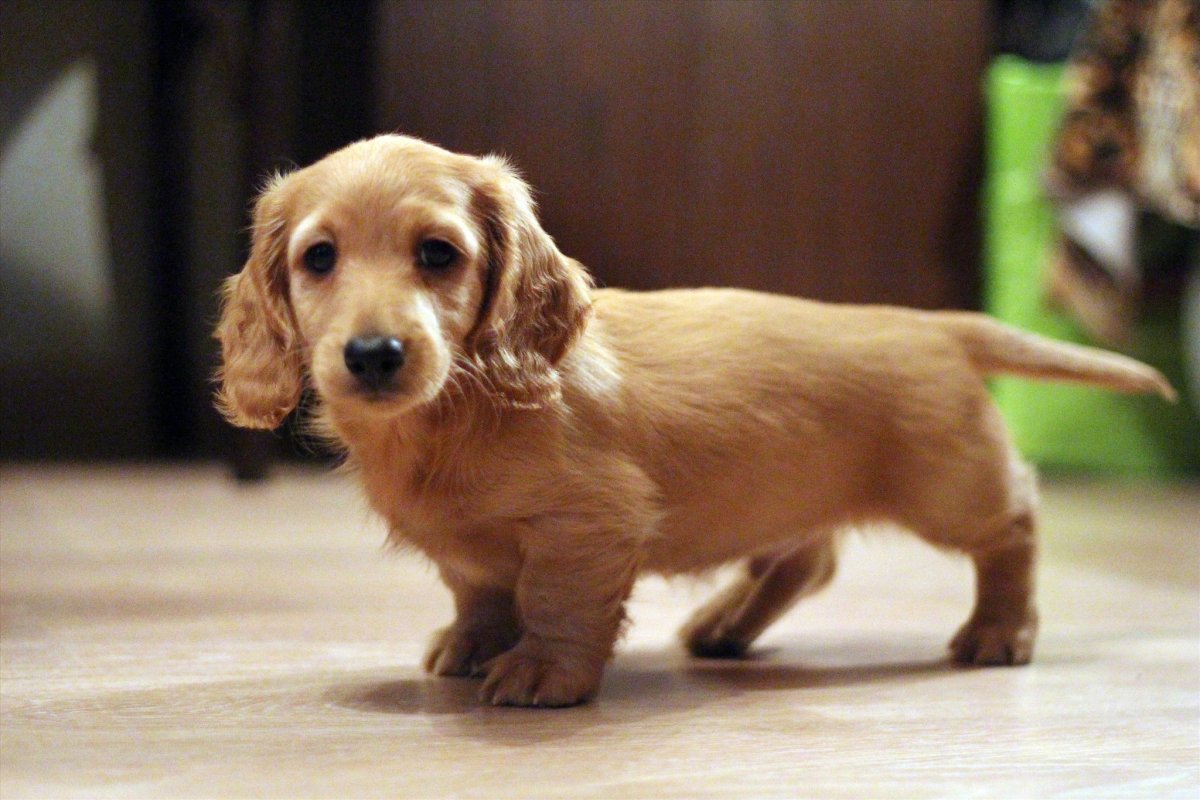 Длинношерстная такса кремовая