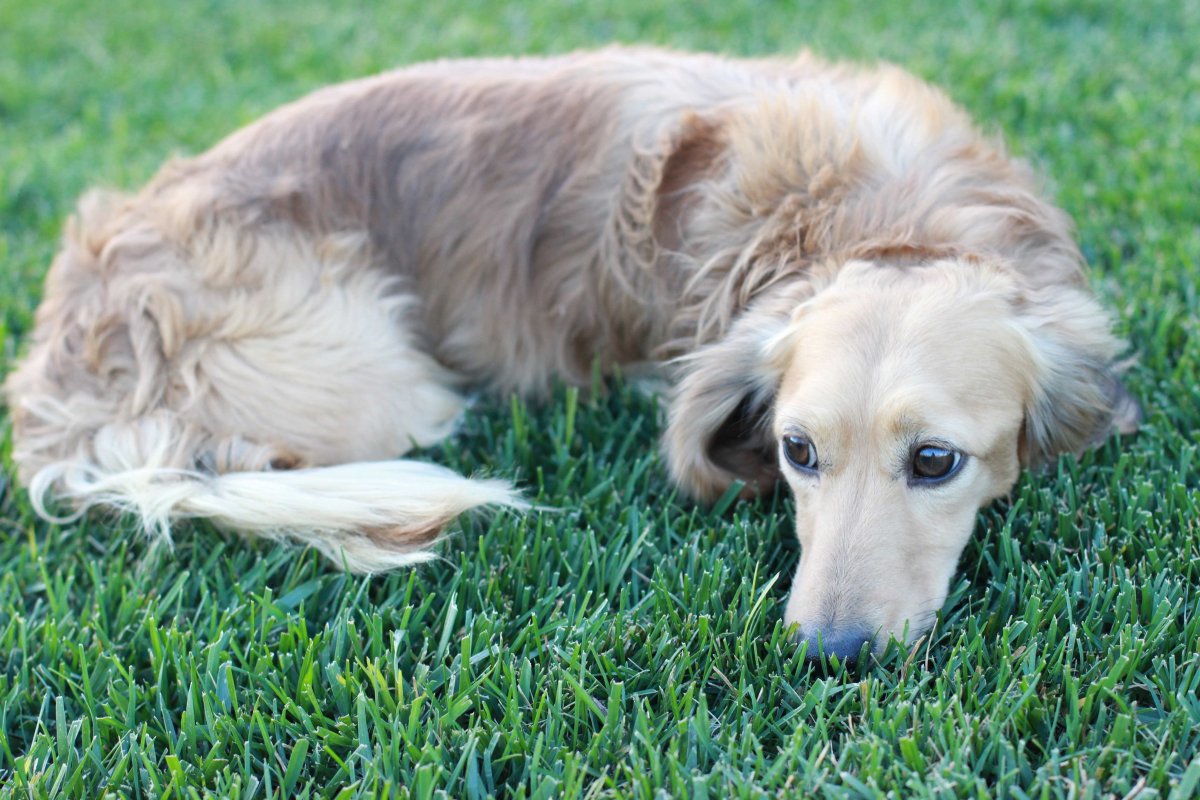 Такса английский крем шадед
