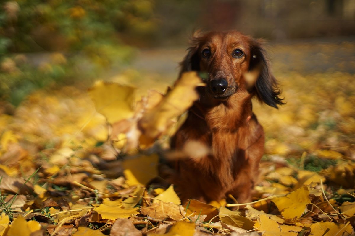 Осенние таксы
