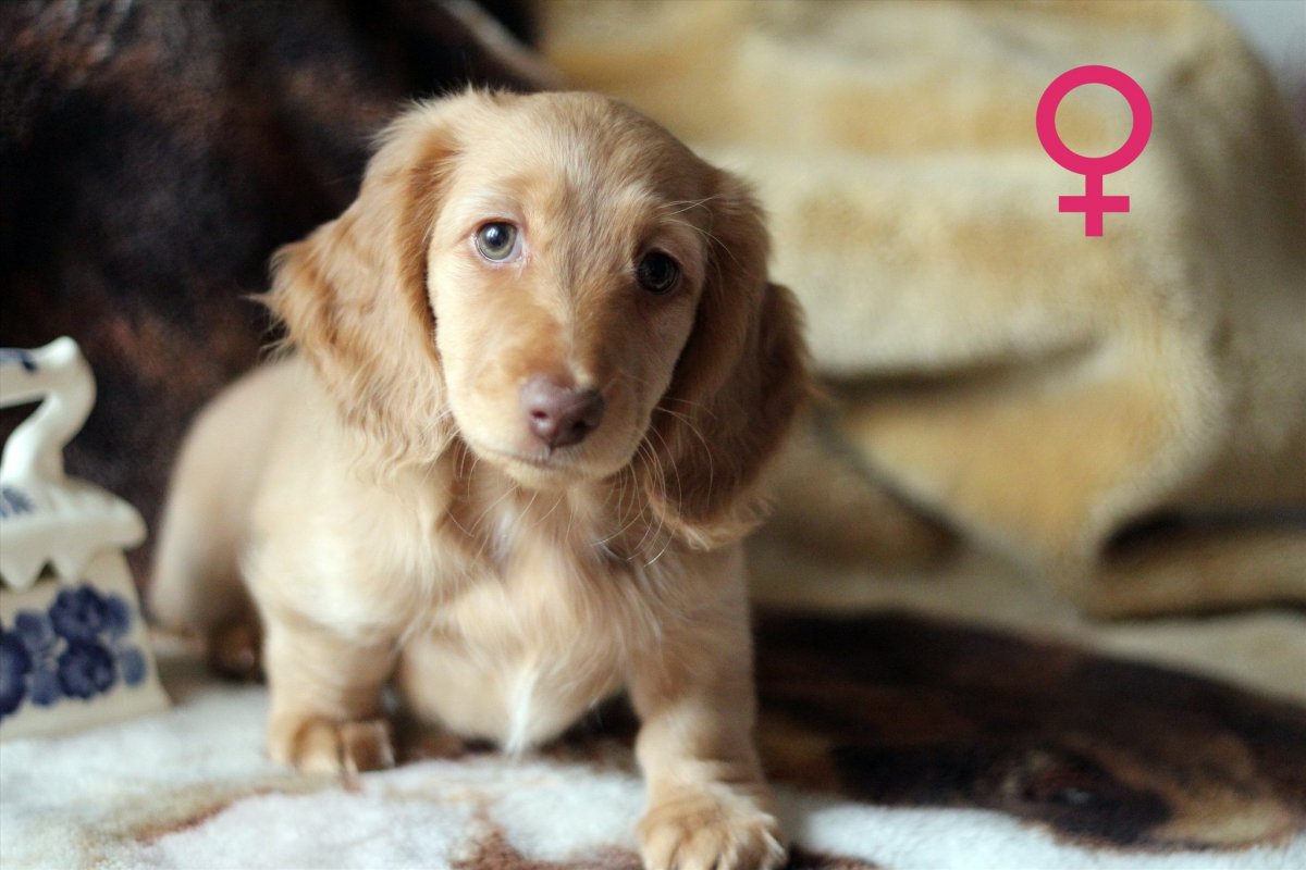 Длинношерстная такса кремовая