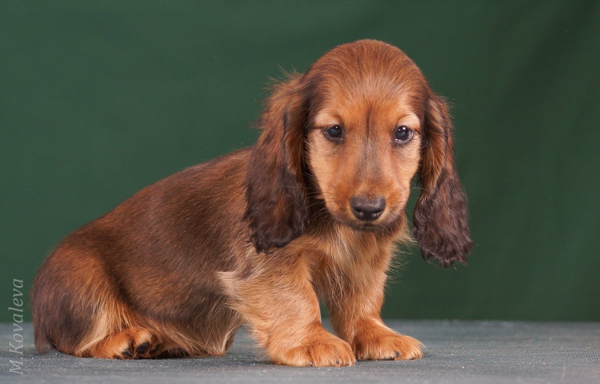 Такса длинношерстная карликовая