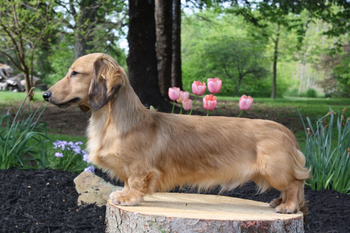 Соболиная длинношерстная такса