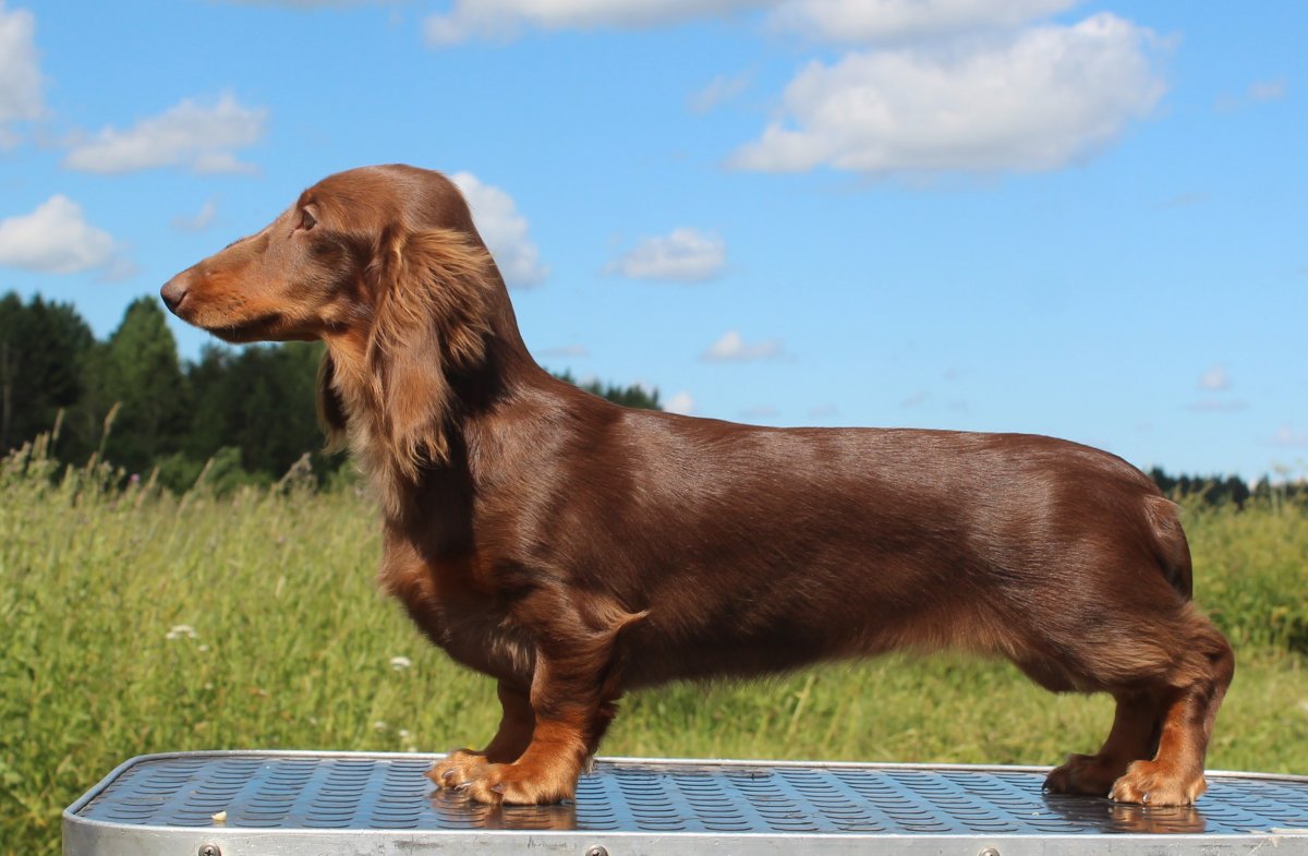 Груминг длинношерстной таксы