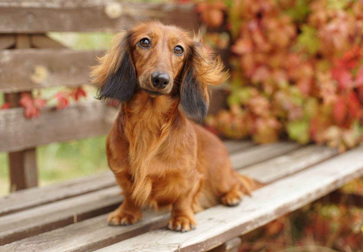 Такса длинношерстная