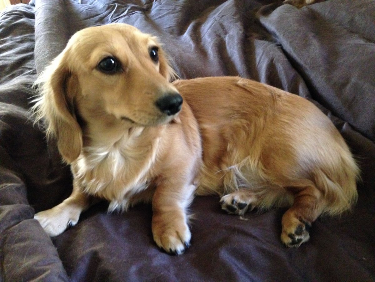 Cream Mini Dachshund