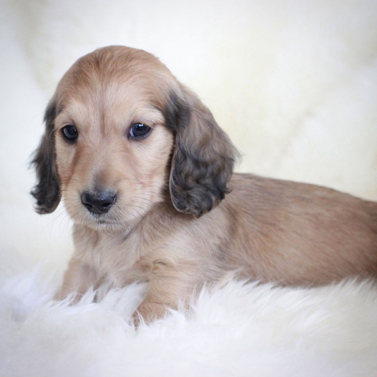 Английская кремовая такса