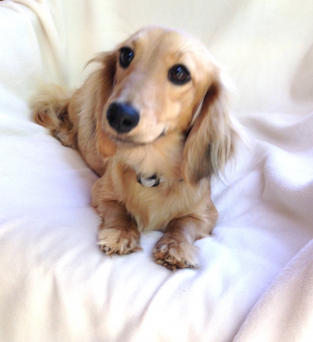 Щенки таксы кремовые