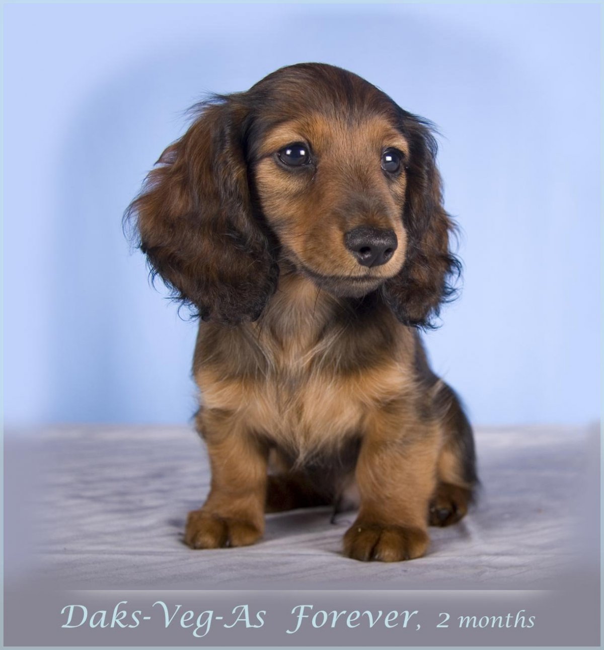 Длинношерстная такса светлая