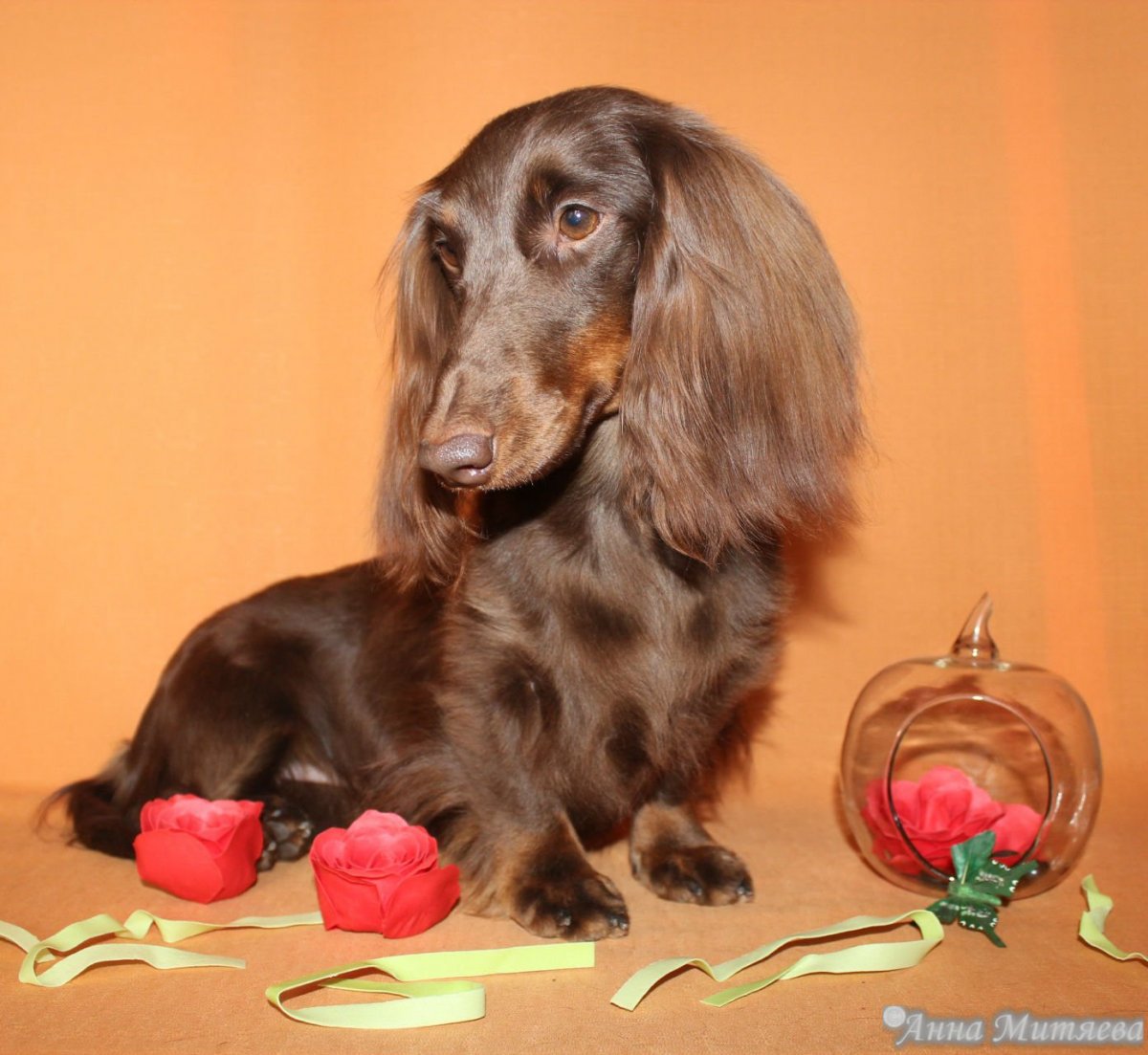 Коричнево-подпалый такса длинношерстная