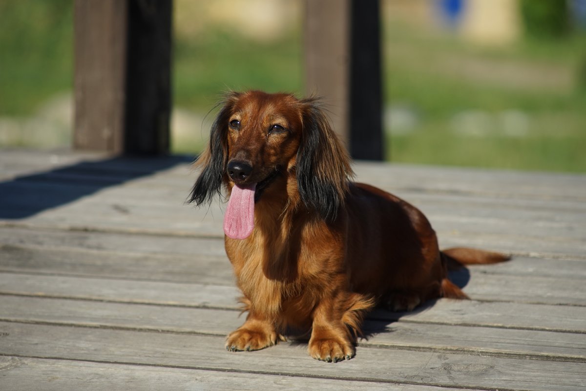 Такса длинношерстная карликовая