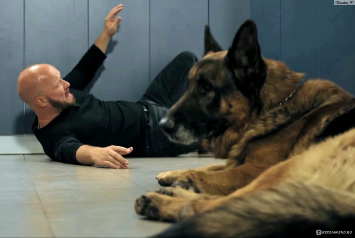 Животные танцуют