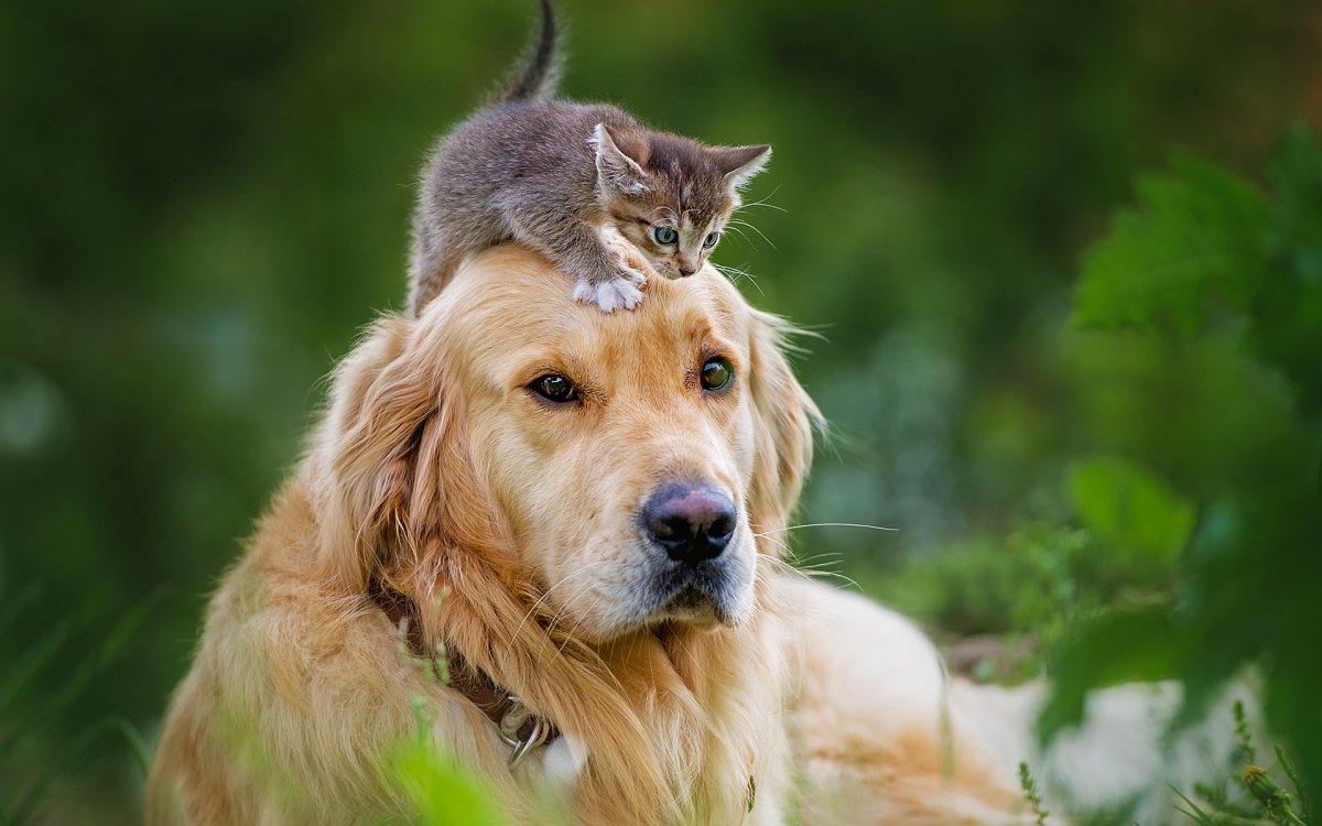 Владимир Фекленко Мухтар новый след