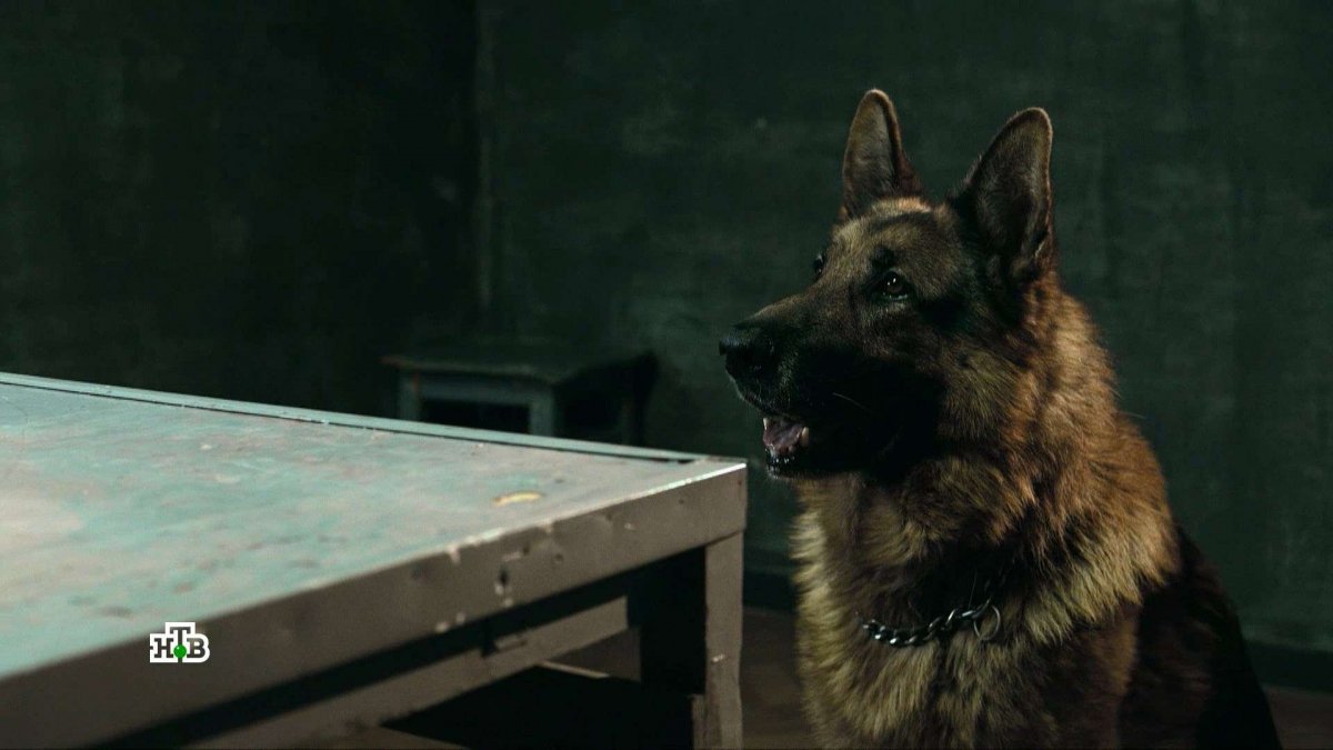 Собака и кошка зимой