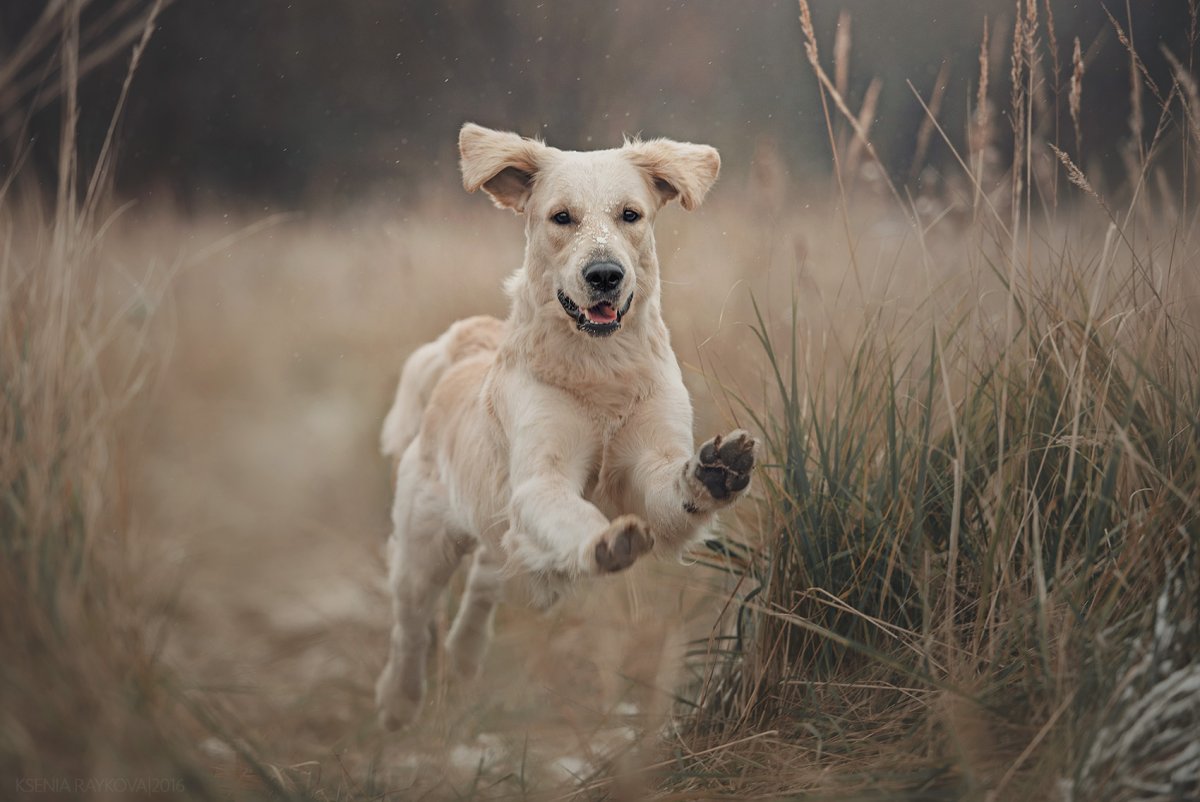 Макс и Лена сериал пес