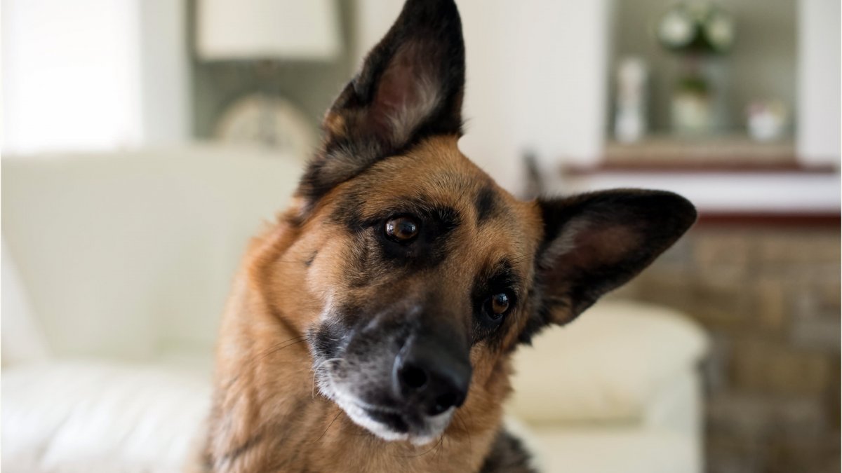 Девушка с собакой