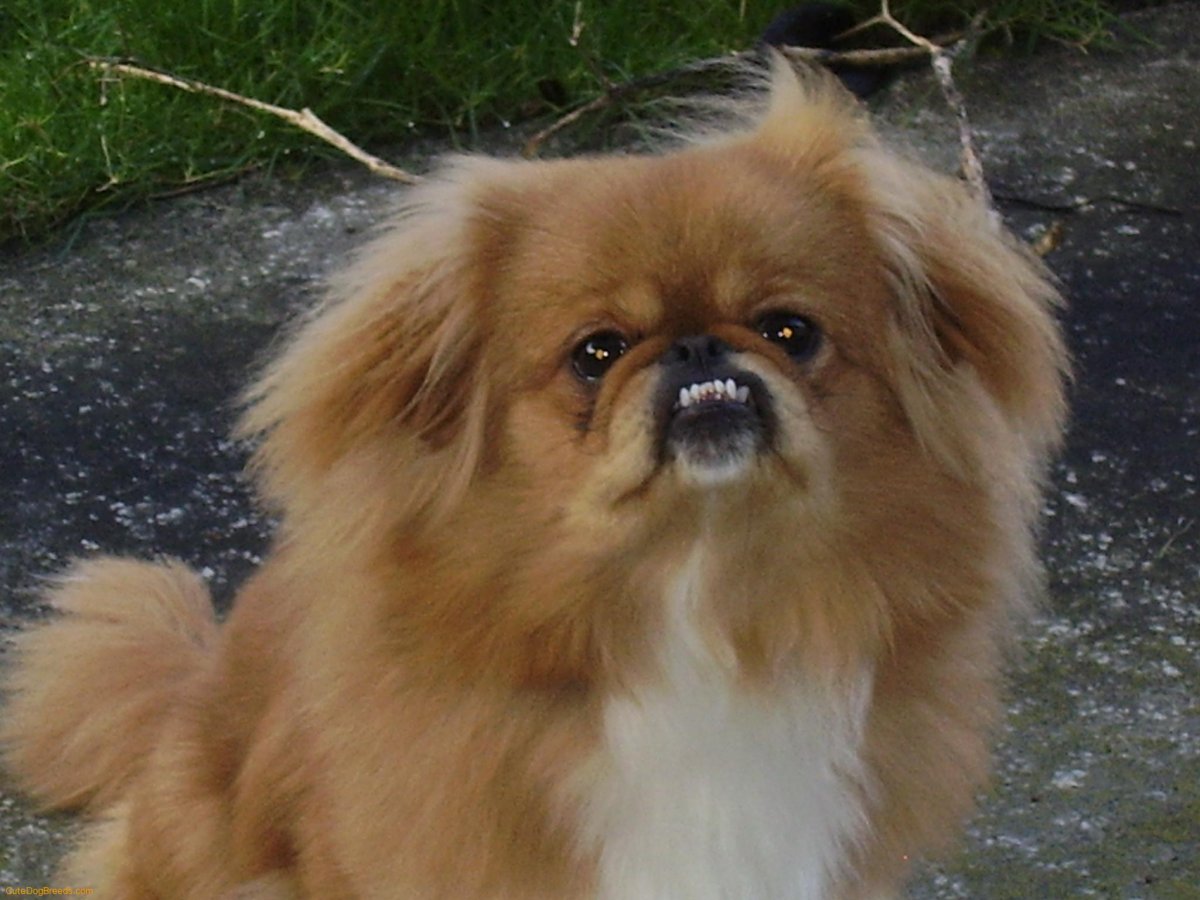 Курносые собачки