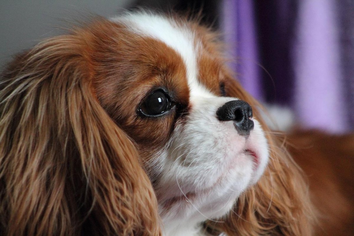 Собака Кинг Чарльз спаниель
