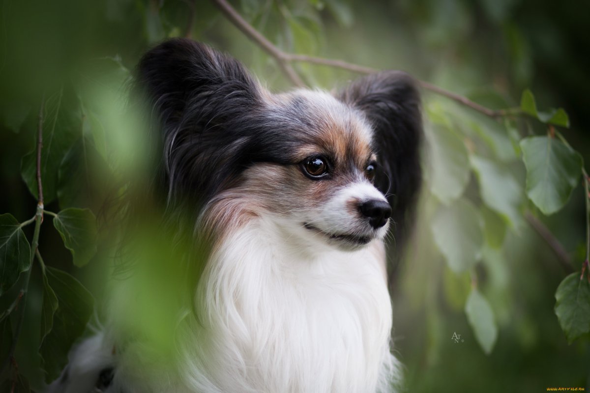 Чихуахуа аборигенный Тип