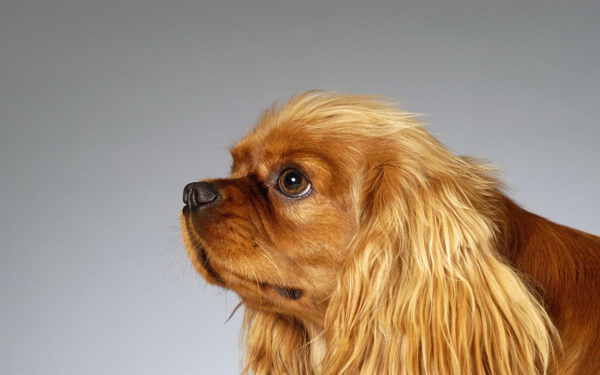 Американский кокер спаниель