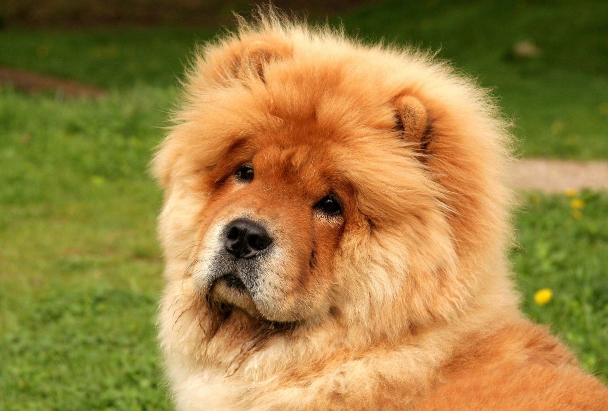 Чау чау Чиф