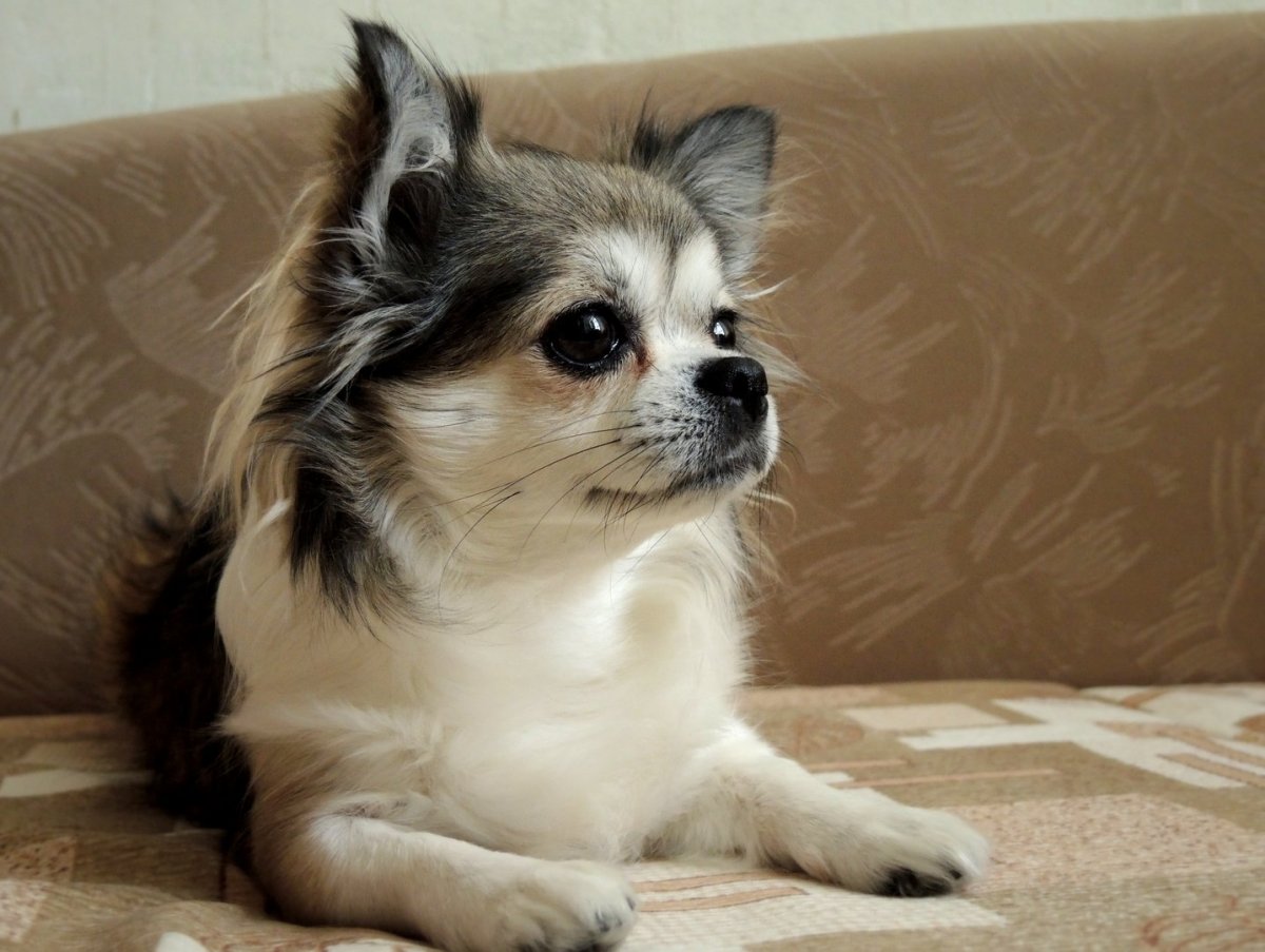 Курносая собачка