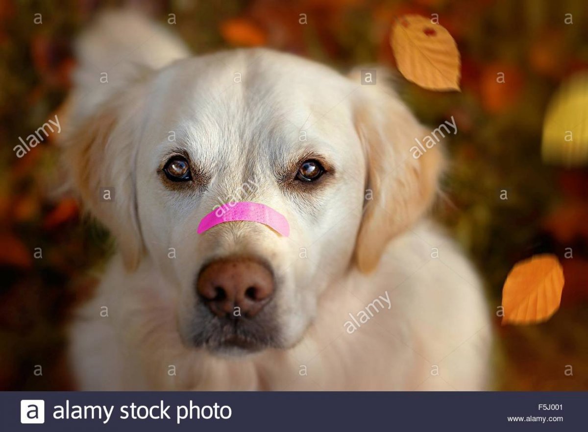 Прекрасный носик собачки