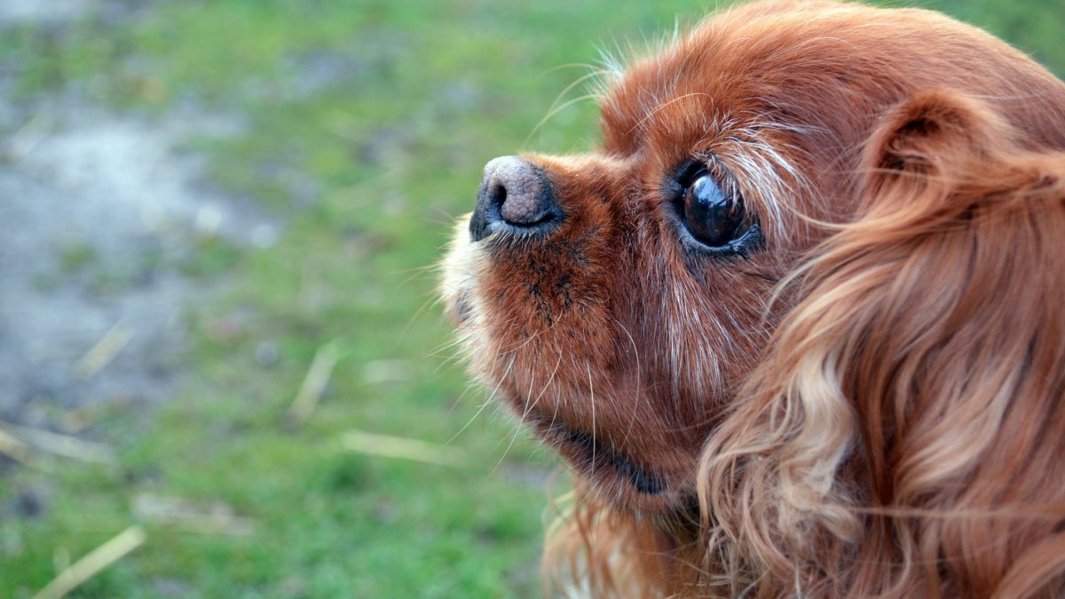 Кинг Чарльз спаниель щенки