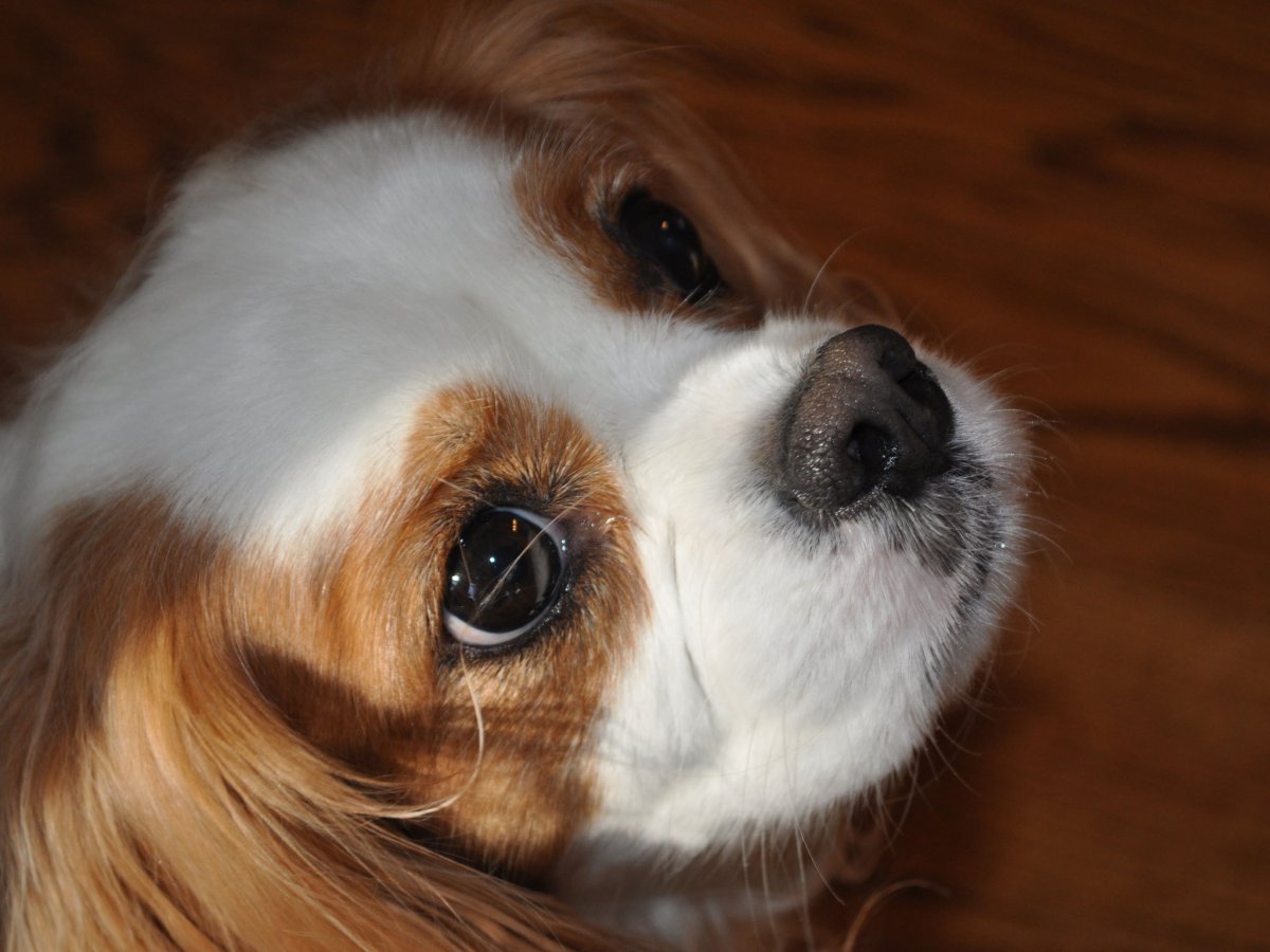 Порода собак ши-тцу